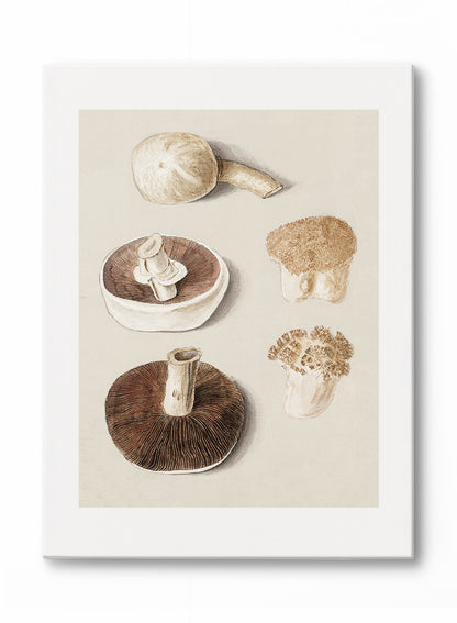 Culinary Fungi, Poster